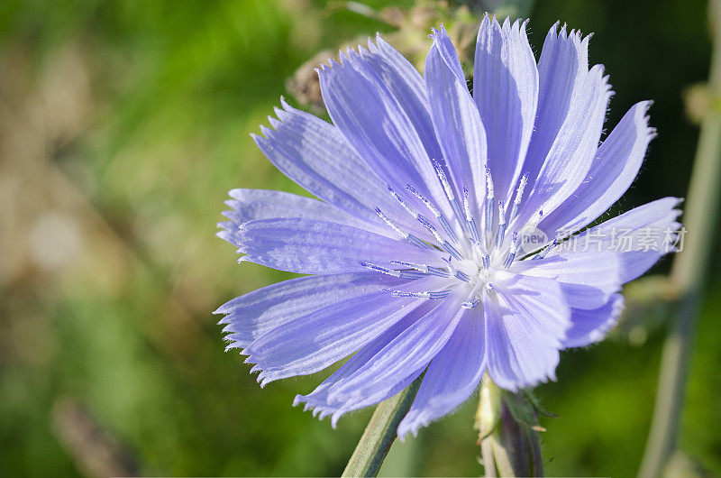 菊苣,Cichorium intybus